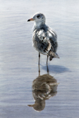 Seagull with Reflections